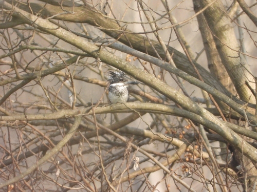 Crested Kingfisher