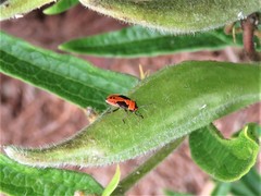 Lygaeus kalmii