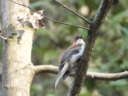 Chestnut Bulbul