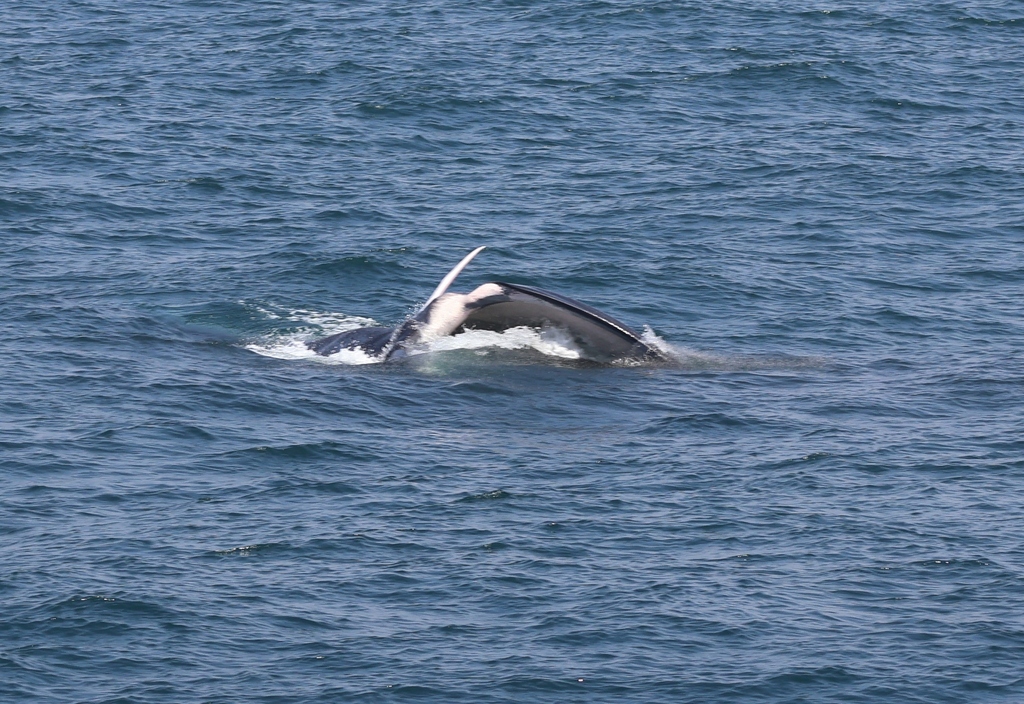 Pygmy blue whale surfacing off southern Sri Lanka