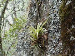 Tillandsia parryi