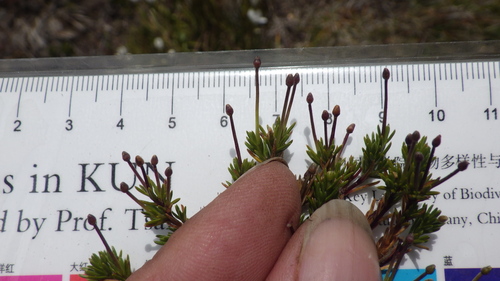 Scleranthus singuliflorus observed 2026-02-10