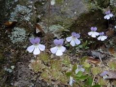 Pinguicula esseriana