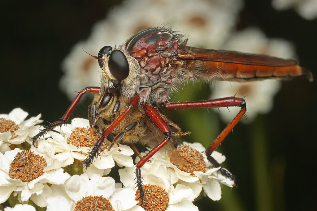 Colepia rufiventris