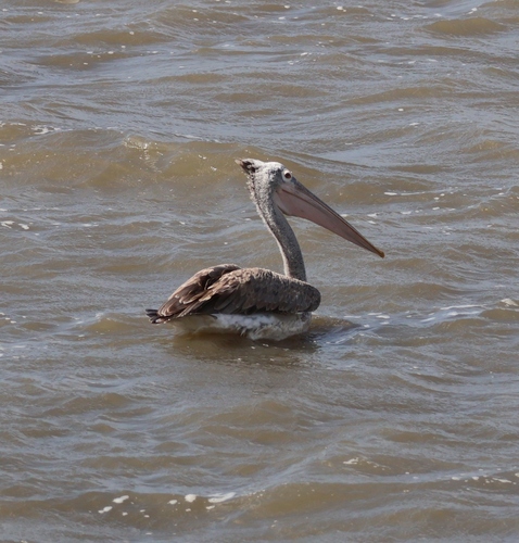 Spot-billed Pelican (Pelecanus philippensis), photo 4