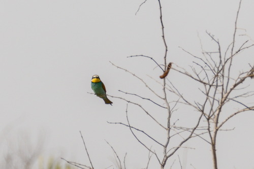 European Bee-eater (Merops apiaster), photo 7