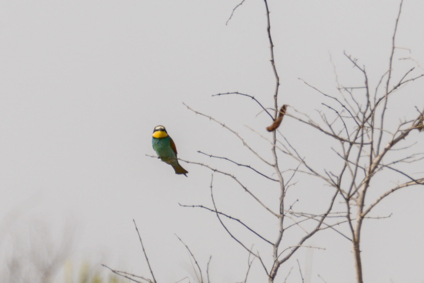 European Bee-eater (Merops apiaster), photo 5