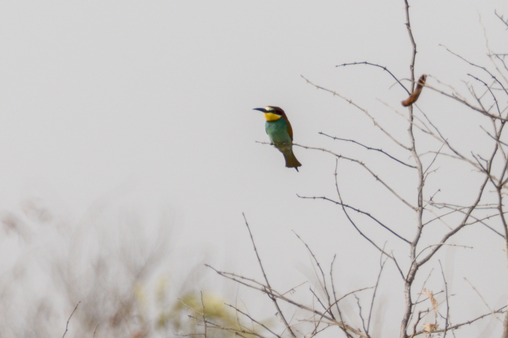 European Bee-eater (Merops apiaster), photo 4
