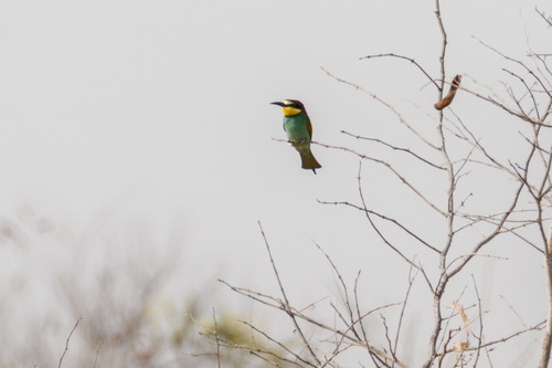European Bee-eater (Merops apiaster), photo 3
