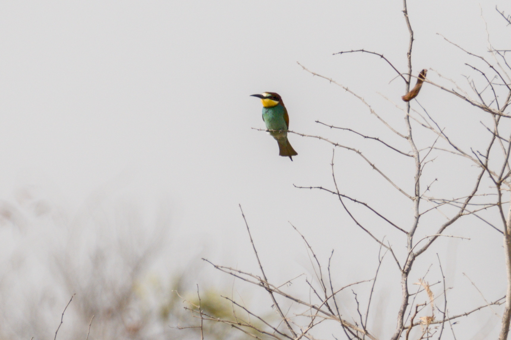European Bee-eater (Merops apiaster), photo 3