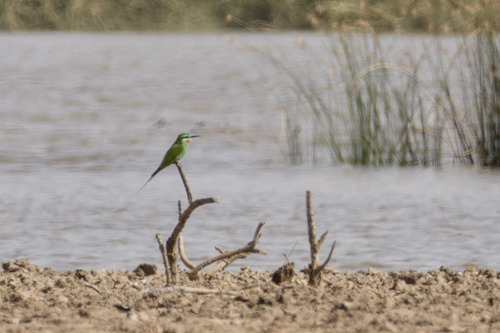 Blue-cheeked Bee-eater (Merops persicus), photo 10