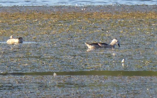 Cotton Pygmy Goose (Nettapus coromandelianus)