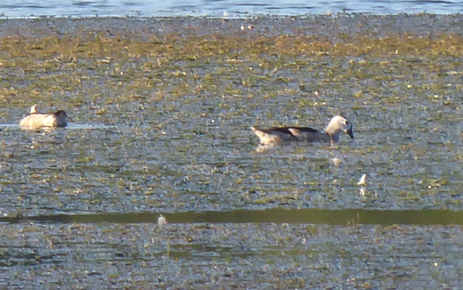 Cotton Pygmy Goose (Nettapus coromandelianus), photo 1