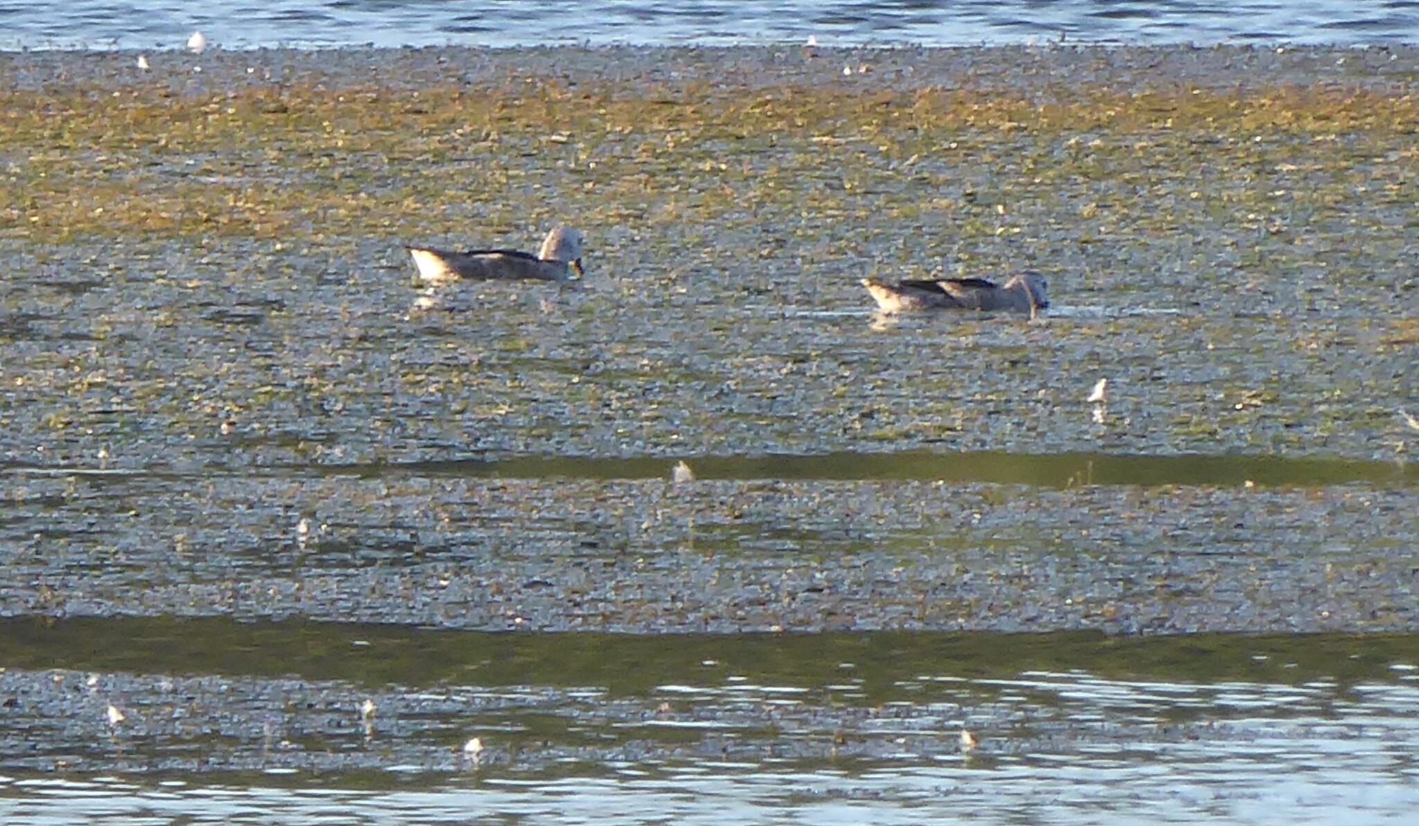 Cotton Pygmy Goose (Nettapus coromandelianus), photo 2