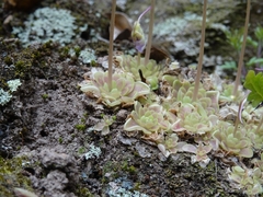 Pinguicula esseriana
