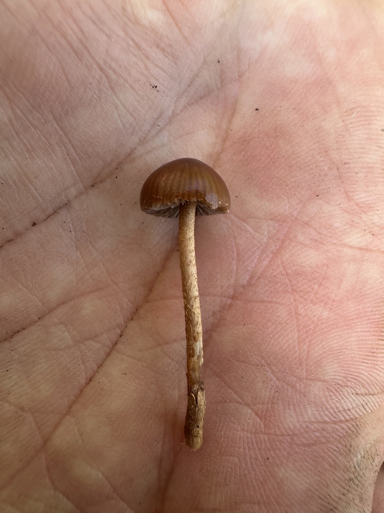Deconica coprophila · February 2026 · photo: © prossington (iNaturalist, cc-by)