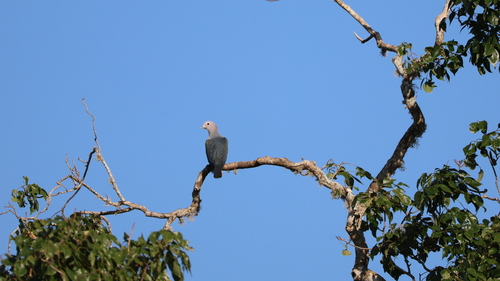 Green Imperial Pigeon (Ducula aenea), photo 4