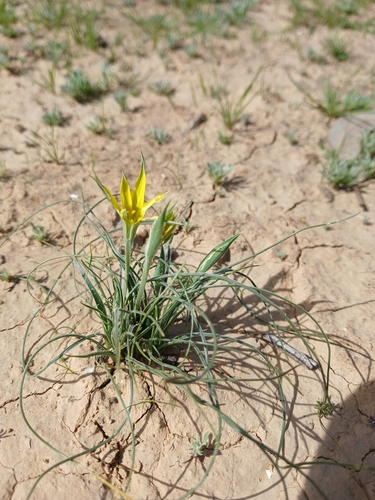 Gagea reticulata, photograph 4
