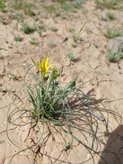 Gagea reticulata, photograph (c) yelena_antipova, some rights reserved (CC BY)