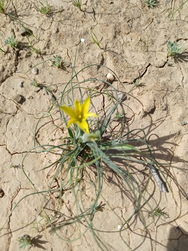 Gagea reticulata, photograph 5