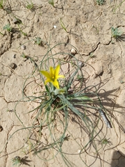 Gagea reticulata, photograph (c) yelena_antipova, some rights reserved (CC BY)