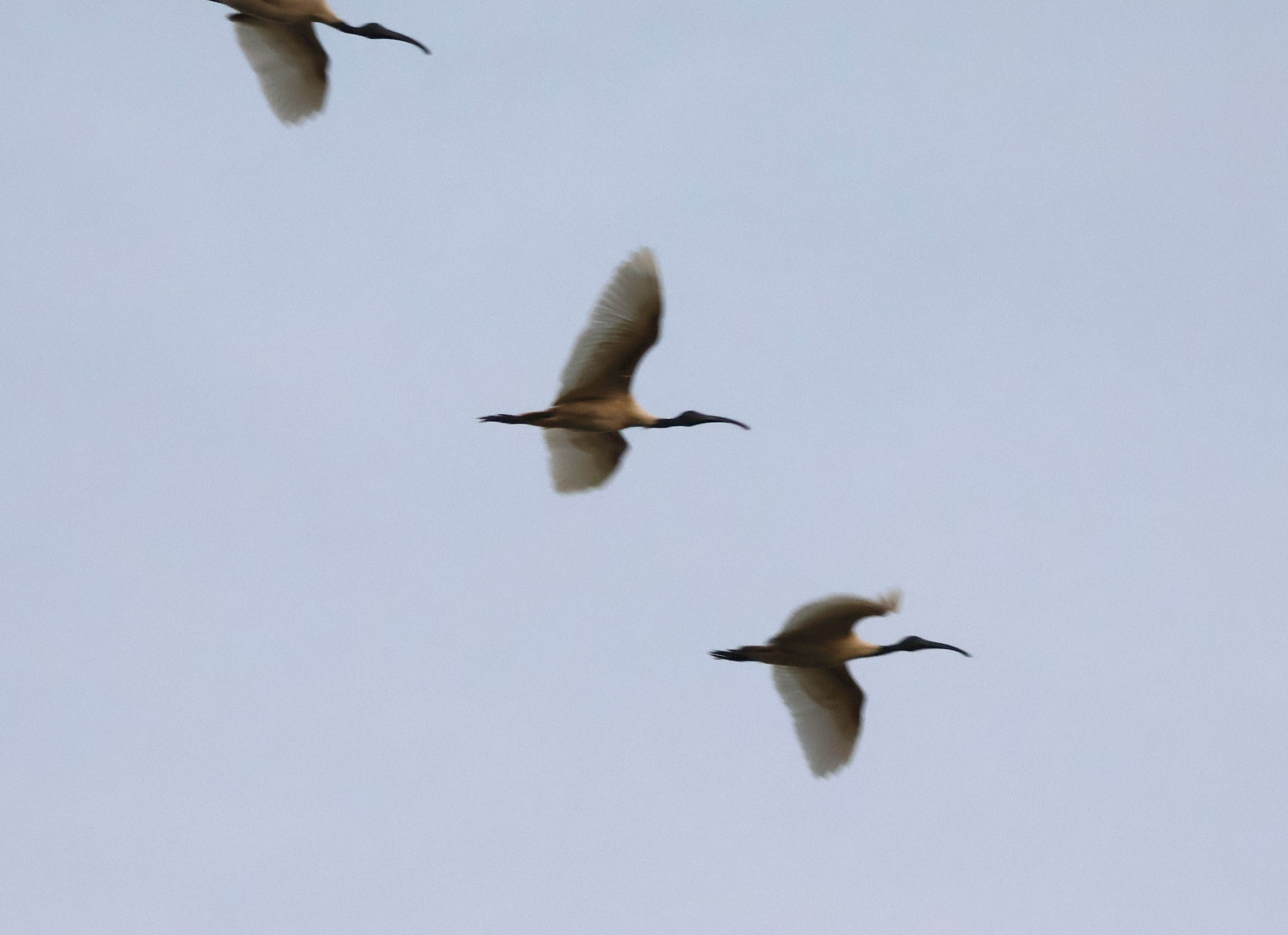 Black-headed Ibis (Threskiornis melanocephalus), photo 4
