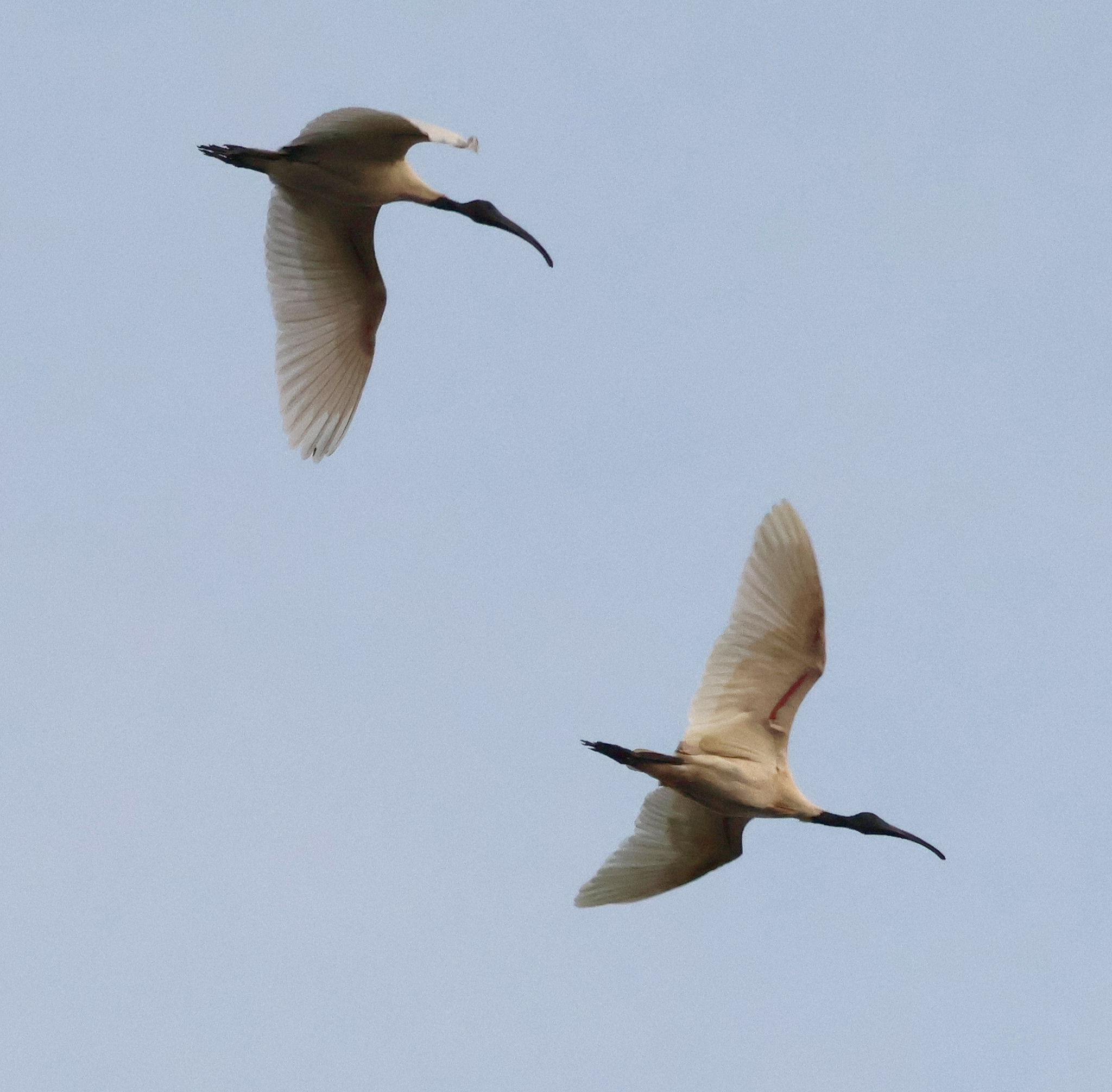 Black-headed Ibis (Threskiornis melanocephalus), photo 3