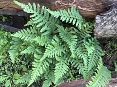 Polypodium calirhiza image
