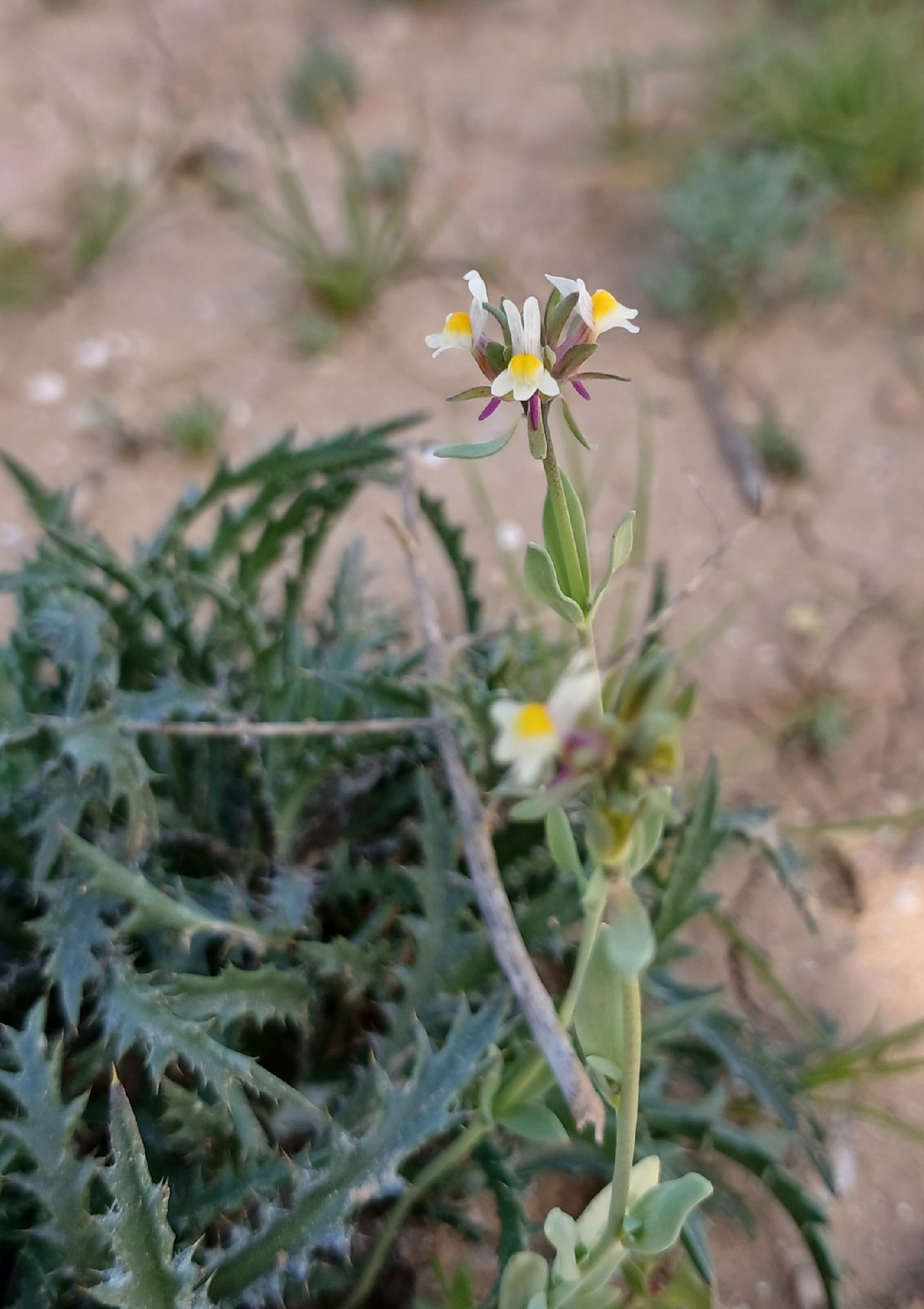 Linaria albifrons