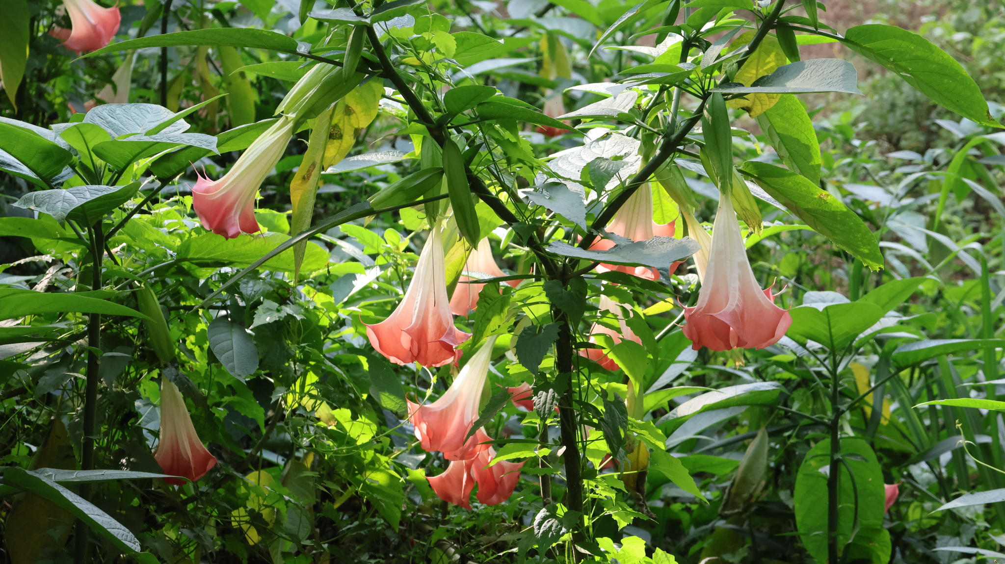 Brugmansia Insignis (Brugmansia insignis)