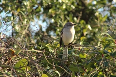 Mimus polyglottos