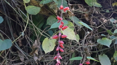 Thunbergia coccinea