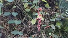 Thunbergia coccinea, photograph (c) Egor Dyukarev, some rights reserved (CC BY)