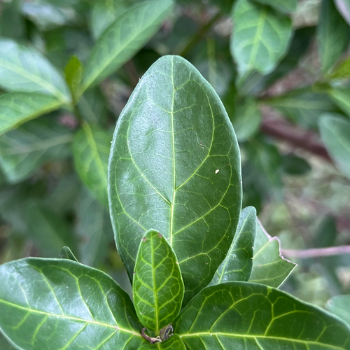 Bell-Gardenia (Rothmannia globosa)