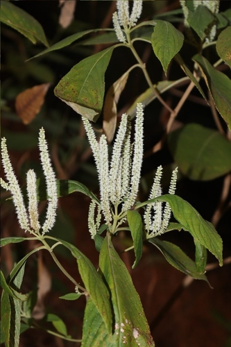 Colebrookea oppositifolia, photograph 1