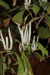 Colebrookea oppositifolia, photograph (c) Vikas D Prasad, some rights reserved (CC BY-SA)