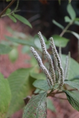 Colebrookea oppositifolia, photograph (c) Vikas D Prasad, some rights reserved (CC BY-SA)