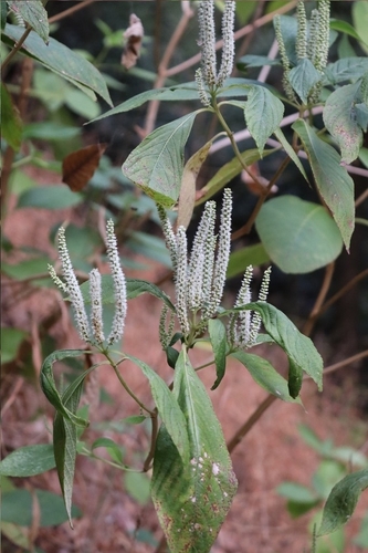 Colebrookea oppositifolia, photograph 3