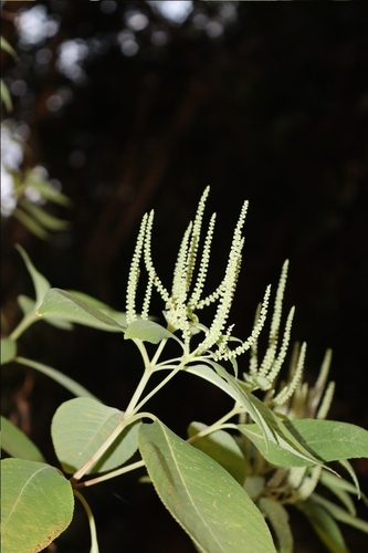 Colebrookea oppositifolia, photograph 4