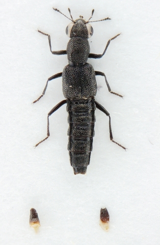 Stenus melanarius, 2025-06-06