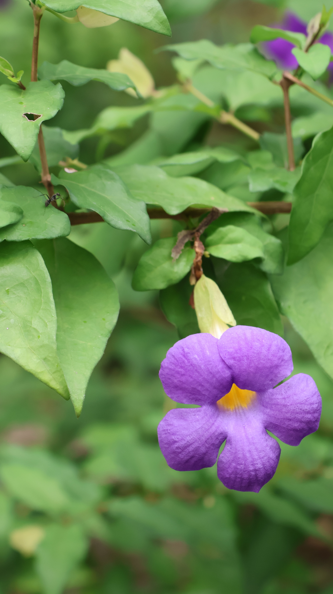 Bush Clockvine (Thunbergia erecta)