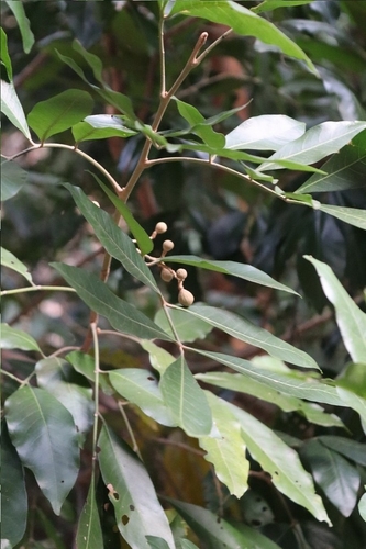 Droopy Leaf (Aglaia elaeagnoidea)