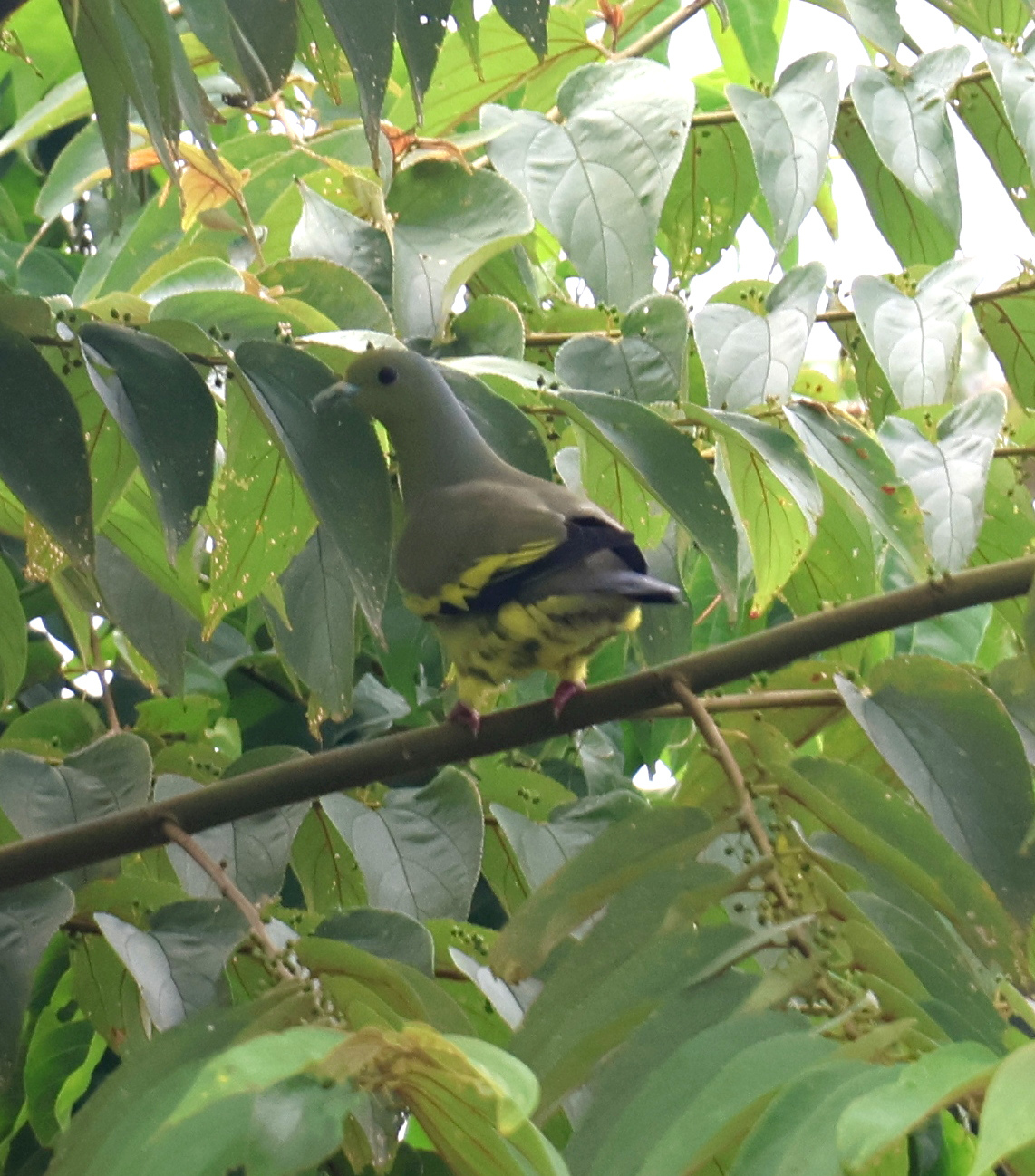 Sri Lanka Green Pigeon (Treron pompadora), photo 5