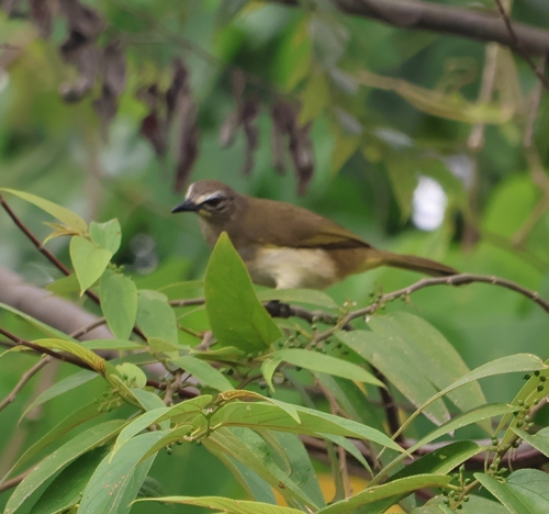 White-browed Bulbul (Pycnonotus luteolus), photo 6