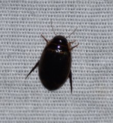 Thermonectus basillaris