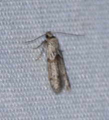 Blastobasis taurusella