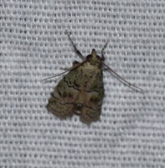 Cacotherapia flexilinealis