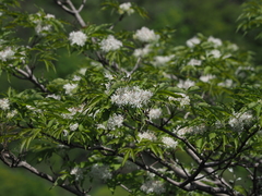 Fraxinus sieboldiana