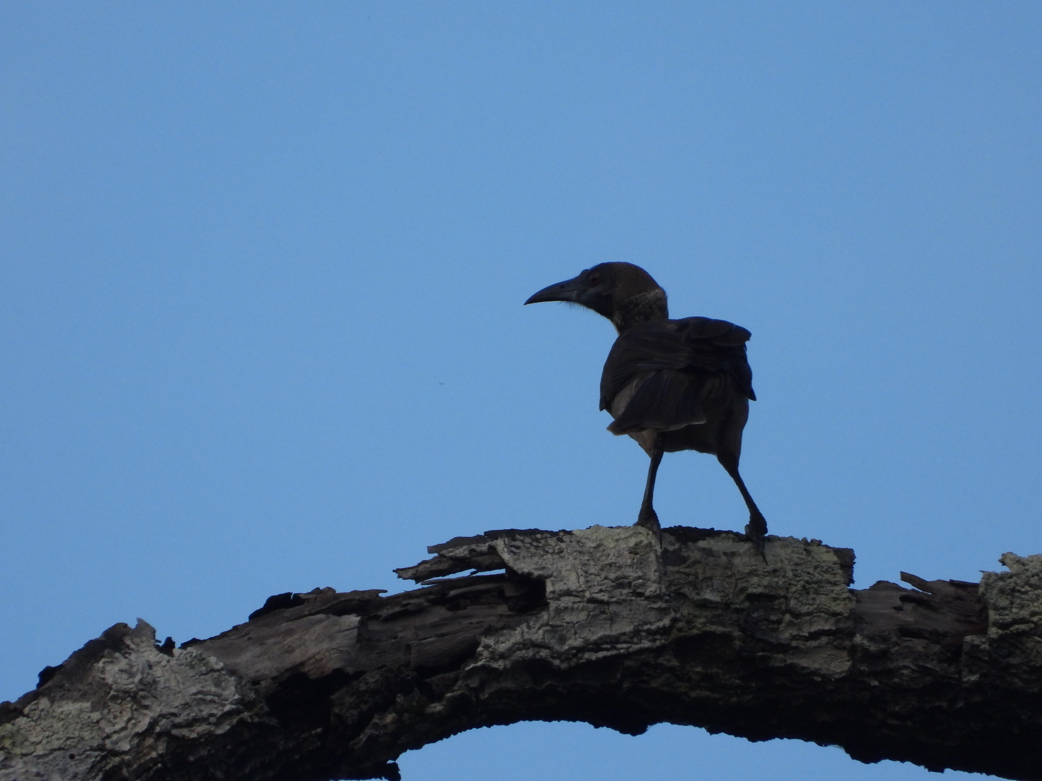 Helmeted Friarbird (Philemon buceroides), photo 4
