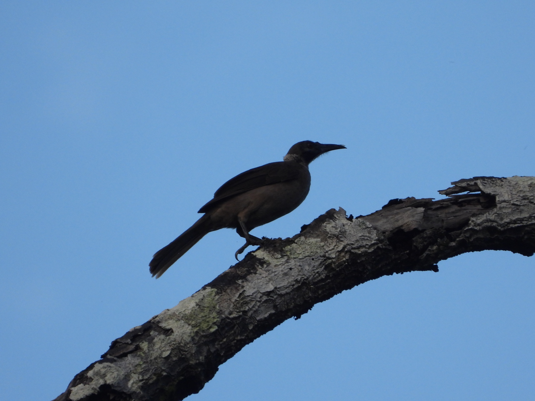 Helmeted Friarbird (Philemon buceroides), photo 5